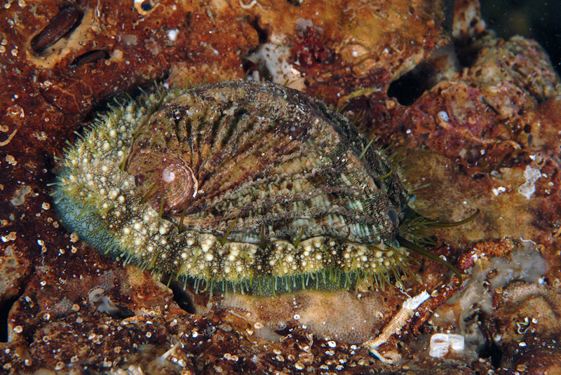 Haliotis tuberculata lamellosa